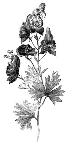 Aconite (Aconitum napellus), Monkshood, or Wolfsbane, 1856.  Creator: Unknown.