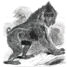 Mandrill Baboon in the Gardens of the Zoological Society, Regent's Park, 1850. Creator: Unknown.