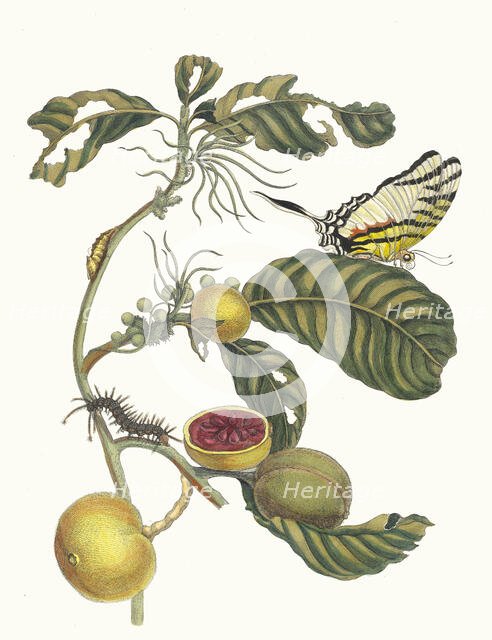 Marmelade doosjes Boom. From the Book Metamorphosis insectorum Surinamensium, 1705. Creator: Merian, Maria Sibylla (1647-1717).
