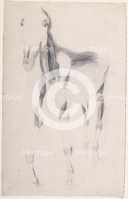 Working drawing for 'The Ninth Anatomical Table of the Muscles ... of the Horse', 1756. Creator: George Stubbs.