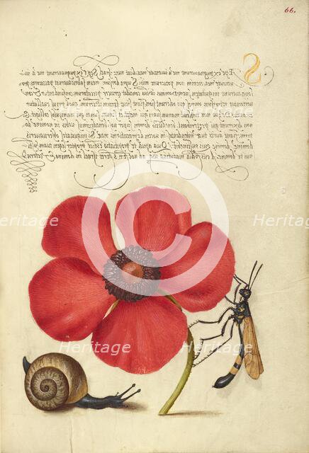 Terrestrial Mollusk, Poppy Anemone, and Crane Fly, 1561-1562; illumination added 1591-1596. Creator: Joris Hoefnagel.