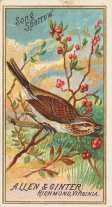 Song Sparrow, from the Birds of America series (N4) for Allen & Ginter Cigarettes Brands, 1888. Creator: Allen & Ginter.