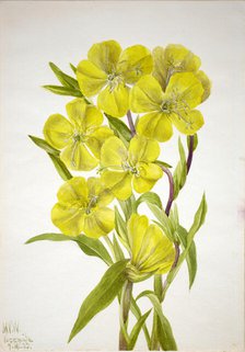 Evening Primrose (Oenothera), 1933. Creator: Mary Vaux Walcott.