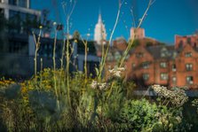 View from the Highline. Creator: Viet Chu.