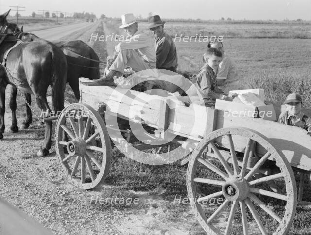 Horse and wagon is still a common means of transportation..., Southeast Missouri Farms, 1938. Creator: Dorothea Lange.