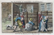 'The Manner of Feeding Silkworms', 1753. Artist: Benjamin Cole