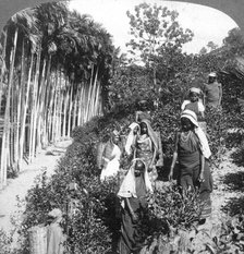 Tamil women picking tea on Sir Thomas Lipton's estate, Polgahawela, Sri Lanka, 1903.Artist: Underwood & Underwood