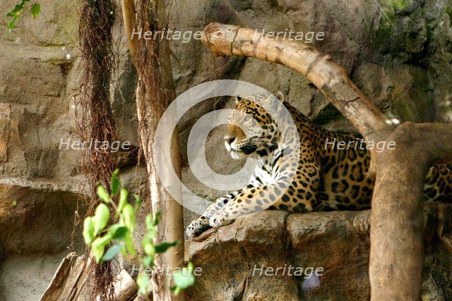 Jaguar, Loro Parque, Tenerife, Canary Islands, 2007.