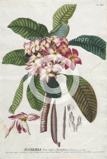 Plantae Selectae: No. 41. Creator: Georg Dionysius Ehret (German, 1708-1770); Christopher Jacob Trew (German).