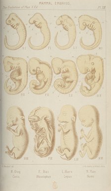 Mammal embryos, 1905. Artist: Unknown