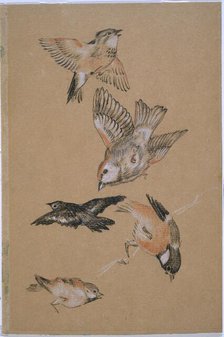 Love leading the Pilgrim - Study of Birds: Finches, 1897. Creator: Sir Edward Coley Burne-Jones.