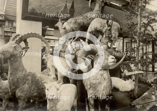 Exhibits of the West Siberian Imperial Russian Geographical Society - Animal world, 1911. Creator: A. A. Antonov.