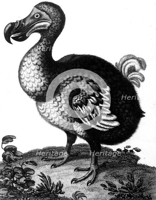 Dodo, c1804. Artist: Unknown