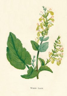 'Wood Sage', c1891, (1891). Artist: Anne Pratt.