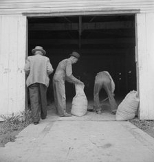 Farmers sack mixed grasshopper bait for use on their farms, Oklahoma City, Oklahoma, 1937. Creator: Dorothea Lange.