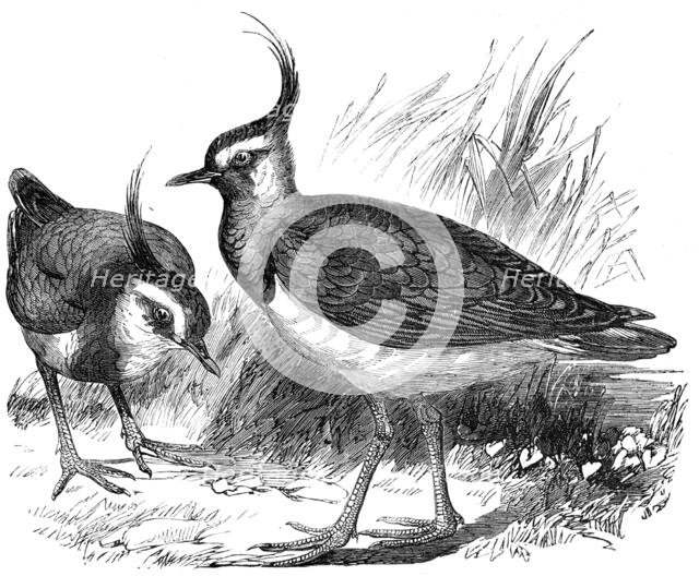 Plovers, 1856.  Creator: Unknown.