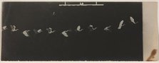 Chronophotograph of a Flying Heron. Creator: Étienne-Jules Marey (French, 1830-1904).