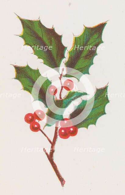 Holly, 1862. Creator: Louis Prang.