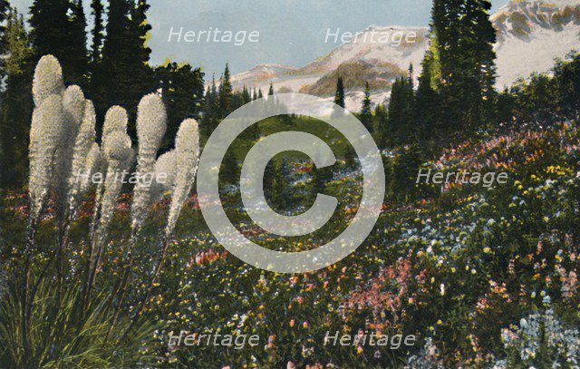'Indian Basket Grass growing in Mount Rainier National Park', c1916. Artist: Asahel Curtis.
