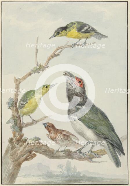 Four Different Birds on a Branch, c.1730-c.1792. Creator: Aert Schouman.