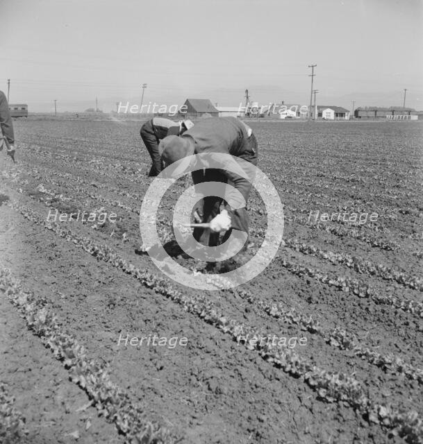 Filipino thinning lettuce, Salinas Valley, California, 1939. Creator: Dorothea Lange.