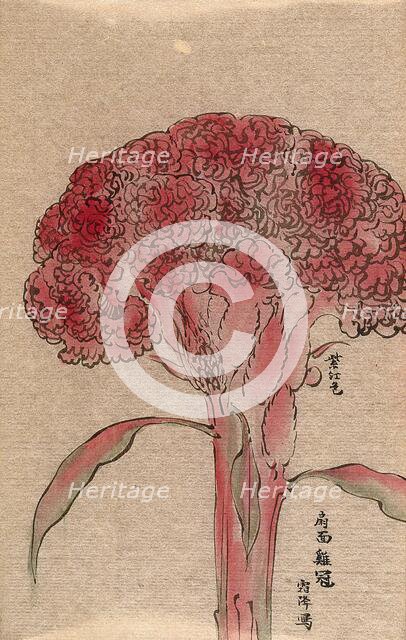 A plant of the Polygonaceae family, possibly a Rumex: flowering stem. Creator: Unknown.