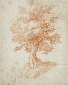 Study of a Tree, between circa 1610 and circa 1620. Creator: Cristofano Allori.