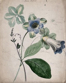 A plant, possibly Cobaea scandens: flowering stems with labels describing colour of various parts. Creator: Unknown.