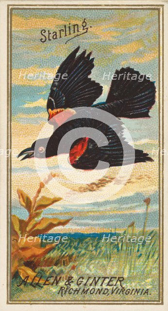 Starling, from the Birds of America series (N4) for Allen & Ginter Cigarettes Brands, 1888. Creator: Allen & Ginter.