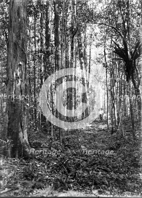 Unknown man in forest of trees, c1900s. Creator: Robert Augustus Henry L'Estrange.
