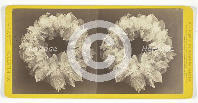 Untitled, 1873. [Skeleton leaves]. Creator: John P. Soule.