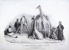 Giraffes at the Zoological Gardens, Regent's Park, Marylebone, London, 1836. Artist: George Scharf