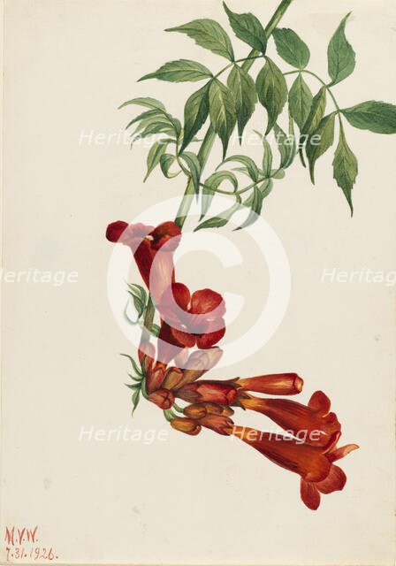 Trumpet Creeper (Bignonia radicans), 1926. Creator: Mary Vaux Walcott.