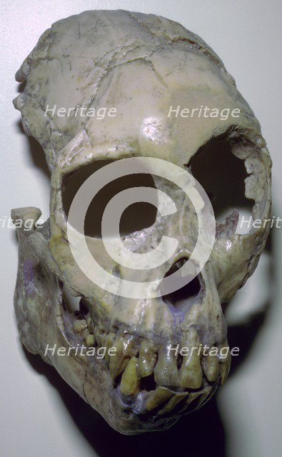Skull of Proconsul Africanus. Artist: Unknown