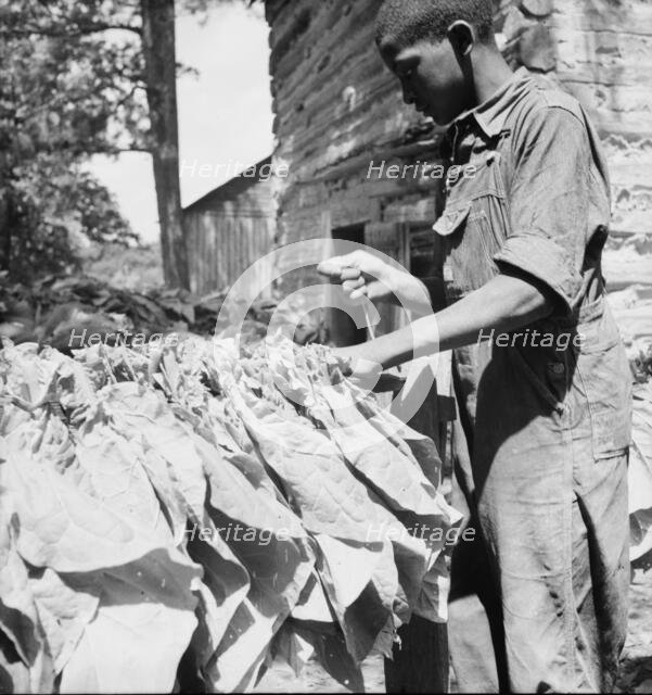 Possibly: Tobacco strung on sticks, Granville County, North Carolina, 1939. Creator: Dorothea Lange.