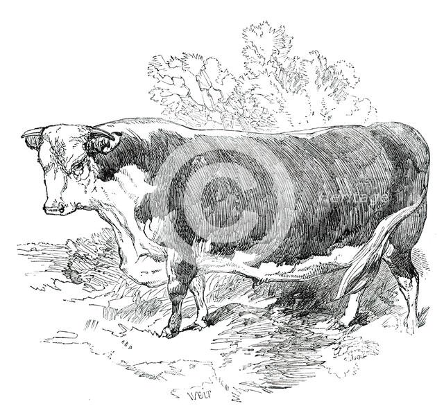 Prize Cattle at the Royal Agricultural Society's Show, at Exeter - Hereford - Class I. - First Prize Creator: Harrison Weir.