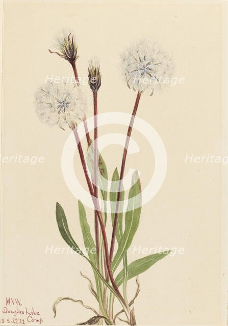 Slender Agoseris (Agoseris gracilens), 1922. Creator: Mary Vaux Walcott.
