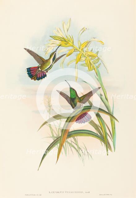 Lampornis veraguensis (Veraguan Mango). Creators: John Gould, Henry Constantine Richter.