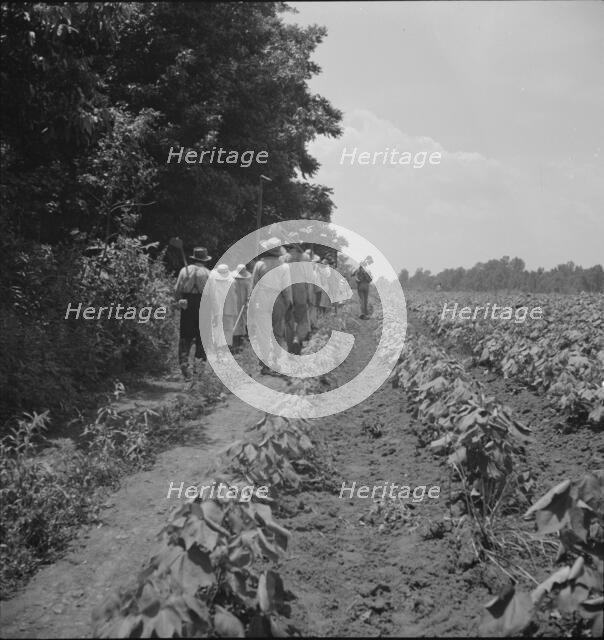 These cotton hoers work from 6 am to 7 pm for one dollar near Clarksdale, Mississippi, 1937. Creator: Dorothea Lange.