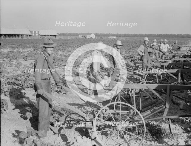 Farmers about to begin cooperative cultivation of cotton at Lake Dick project, Arkansas, 1938. Creator: Dorothea Lange.