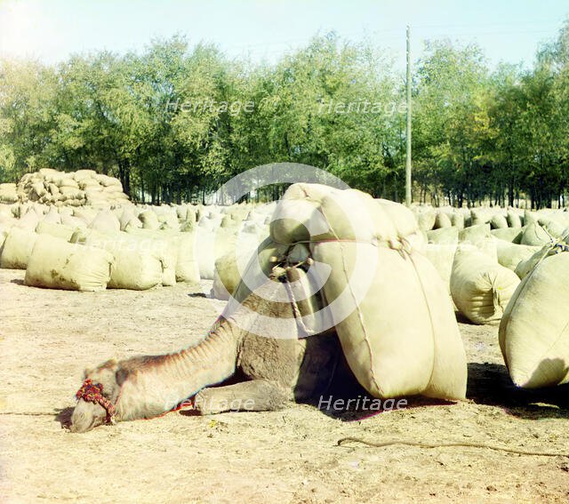 Camel loaded with sacks, between 1905 and 1915. Creator: Sergey Mikhaylovich Prokudin-Gorsky.