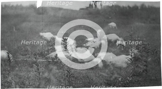 Geese at the Site of "Mending the Net," Gloucester, N.J., 1881. Creator: Thomas Eakins.