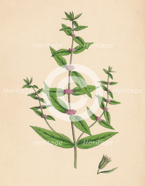 'Mentha gracilis, var. genuina. Slender Mint', 19th Century. Artist: Unknown.