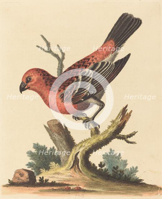 Red and Black Bird. Creator: George Edwards.