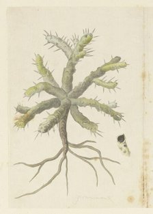 Monsonia Patersonii or Monsonia sp., 1777-1786. Creator: Robert Jacob Gordon.