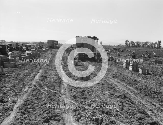 Large scale agriculture, near Meloland, Imperial Valley, 1939. Creator: Dorothea Lange.