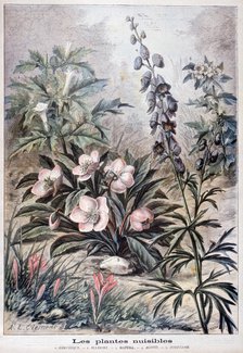 Harmful plants, 1897. Artist: F Meaulle