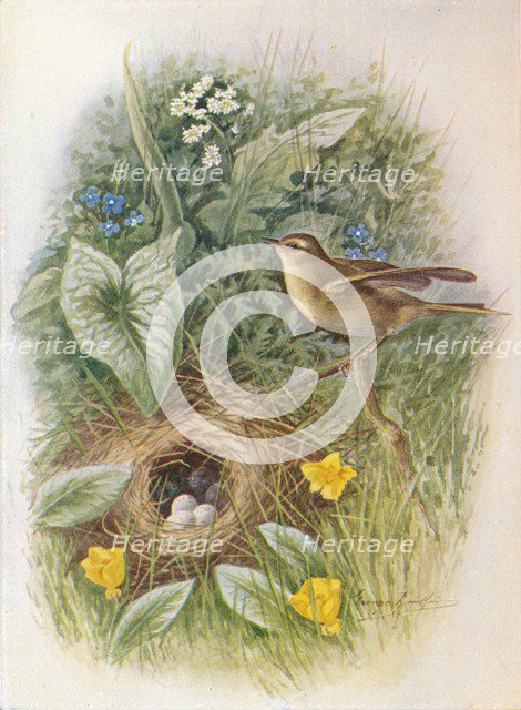 'Willow-Wren - Phyllos'copus tro'chilus', c1910, (1910). Artist: George James Rankin.