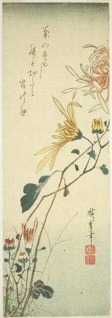 Chrysanthemums, c. 1840. Creator: Ando Hiroshige.