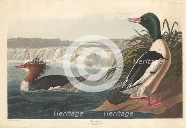Goosander, 1836. Creator: Robert Havell.